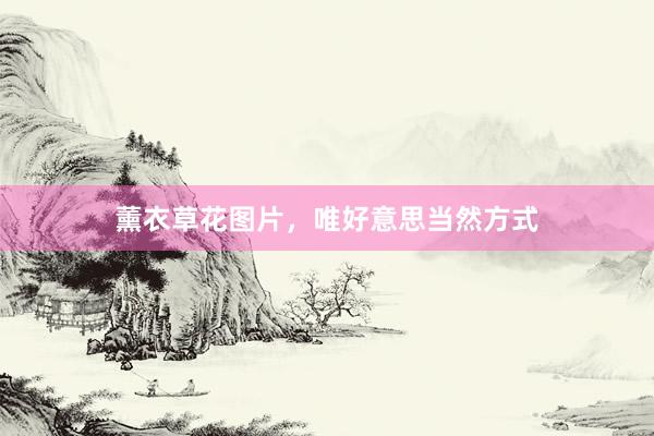薰衣草花图片，唯好意思当然方式